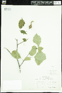 Corylus cornuta image