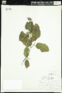 Corylus cornuta image