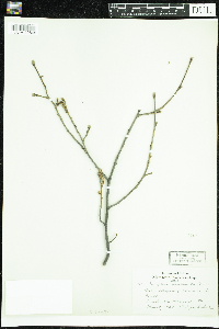 Corylus cornuta image