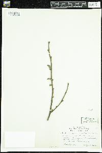 Corylus cornuta image