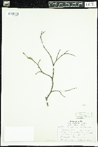 Corylus cornuta image