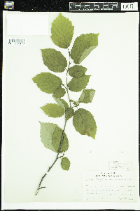 Corylus cornuta image