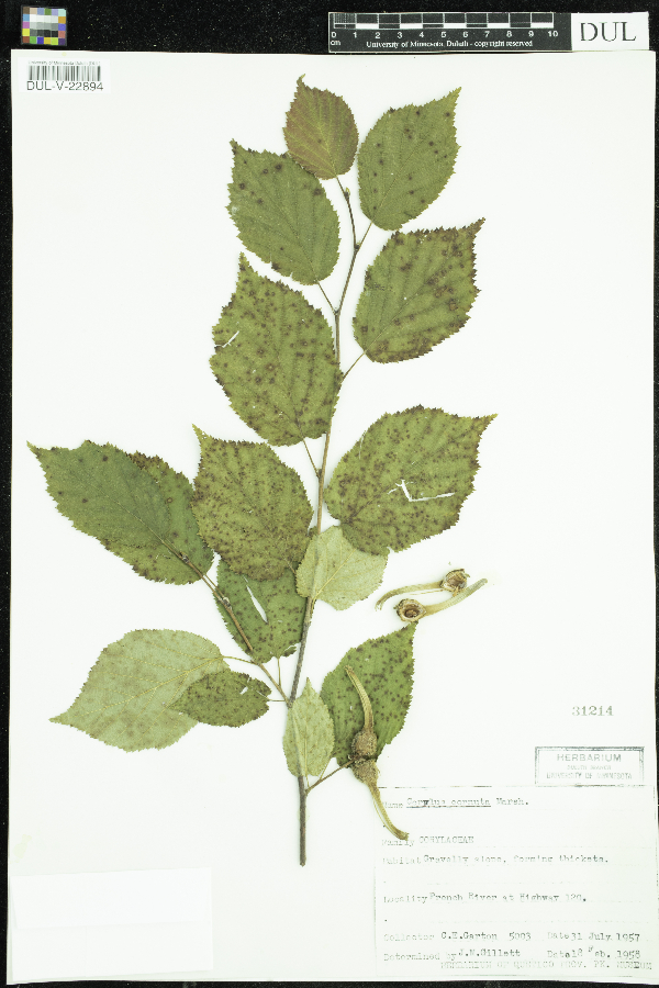 Corylus image