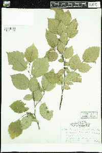 Corylus cornuta image