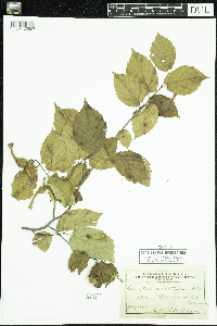 Corylus cornuta image