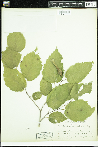 Corylus cornuta image