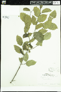 Corylus cornuta image