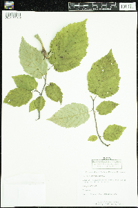 Thumbnail image of current specimen