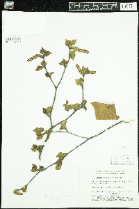 Betula neoalaskana image