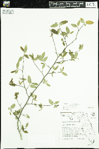 Carpinus caroliniana image