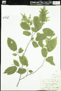 Carpinus caroliniana image