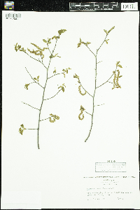 Carpinus caroliniana image