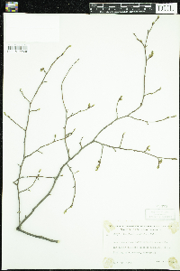 Carpinus caroliniana image