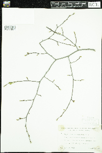 Carpinus caroliniana image