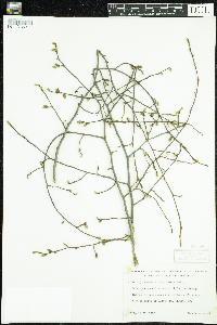 Carpinus caroliniana image