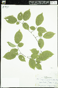 Carpinus caroliniana image