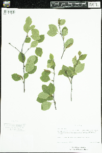 Betula x sandbergii image
