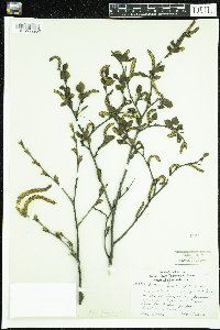 Betula x sandbergii image
