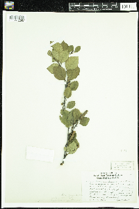 Betula x sandbergii image
