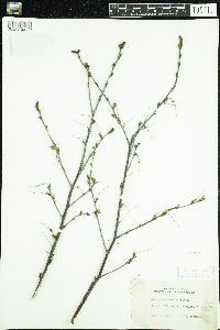 Betula x sandbergii image