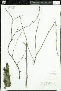 Betula x sandbergii image