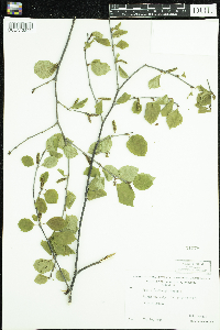 Betula x sandbergii image