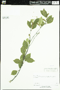 Betula x sandbergii image