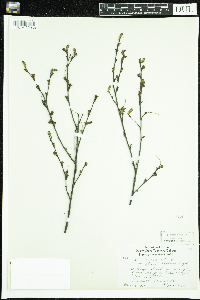 Media resource of Betula pumila
