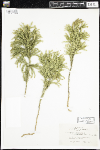 Media resource of Lycopodium dendroideum
