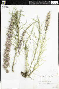 Liatris punctata image
