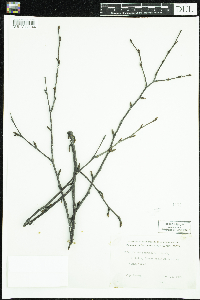 Betula papyrifera image