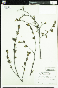 Thumbnail image of current specimen