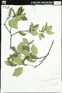 Thumbnail image of current specimen