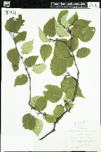 Thumbnail image of current specimen