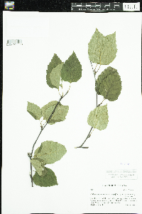 Media resource of Betula papyrifera