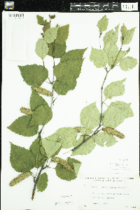 Thumbnail image of current specimen