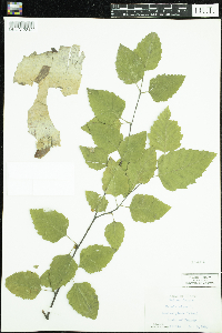 Betula nigra image