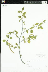 Betula nigra image