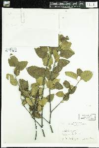 Betula nigra image