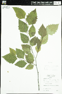 Betula nigra image