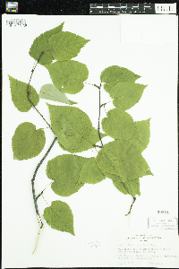 Betula cordifolia image