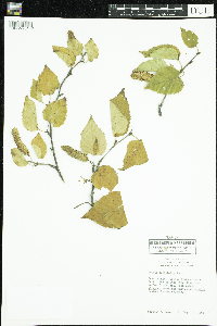 Betula cordifolia image