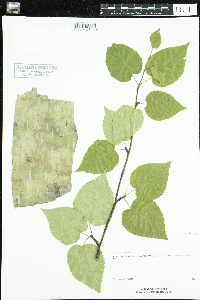 Betula cordifolia image