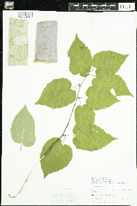 Betula cordifolia image