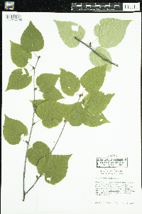 Betula cordifolia image