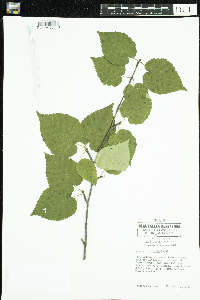 Betula cordifolia image