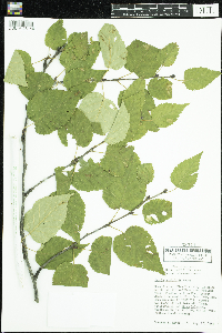 Betula cordifolia image