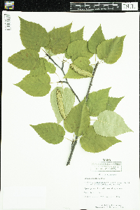 Betula cordifolia image