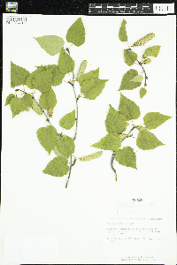Betula cordifolia image