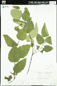 Betula cordifolia image